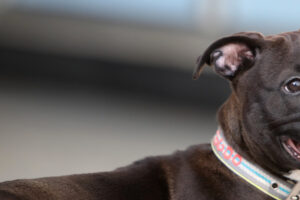AIで犬の皮膚がんに特化ワクチン開発：シドニーエンジニアの画期的挑戦