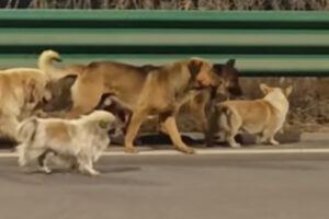 AIが作り上げた犬の感動ストーリー：中国で2億3千万再生のバイラル動画の真相